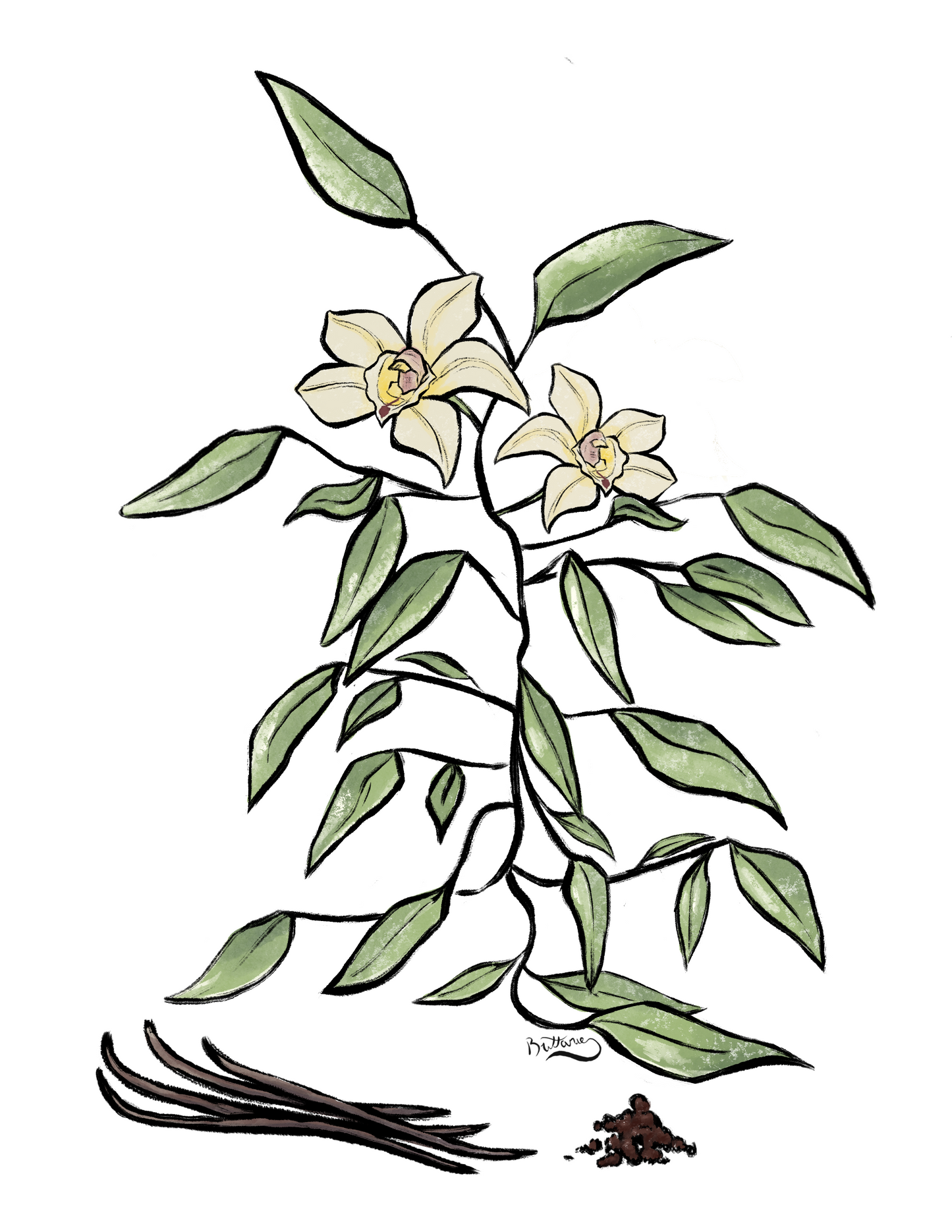 Vanilla Plant Profile (Digital)