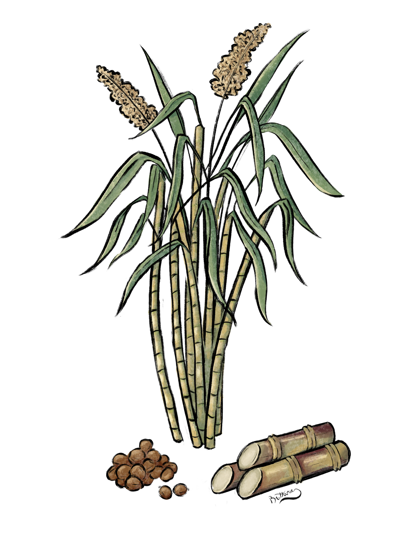 Sugar Plant Profile (Digital)
